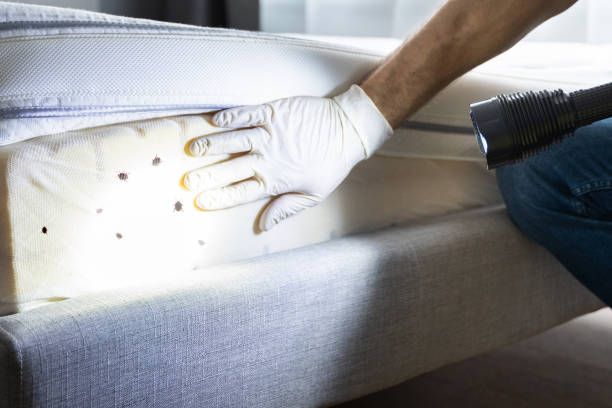 Best Termite Control Services  in Sun Prairie, MT
