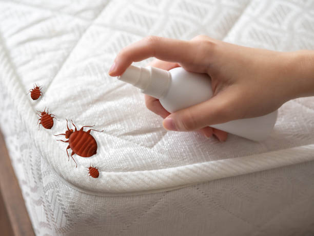 Best Mosquito Control Services  in Sun Prairie, MT