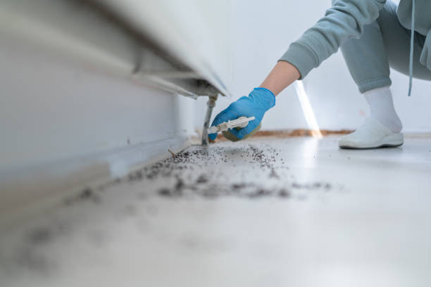 Reliable Sun Prairie, MT Pest Control Solutions